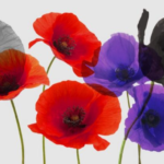 The meaning and colours of poppies